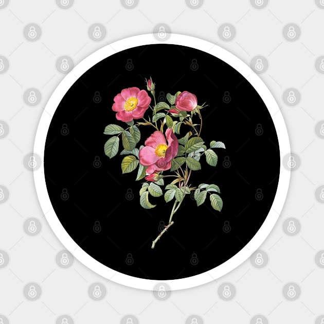 Vintage Rose #2 Magnet by 7Hancocks